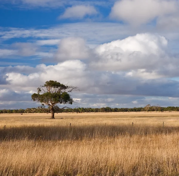 stock image Alone tree