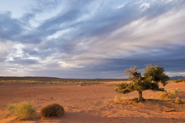 Seul arbre dans le désert Images De Stock Libres De Droits
