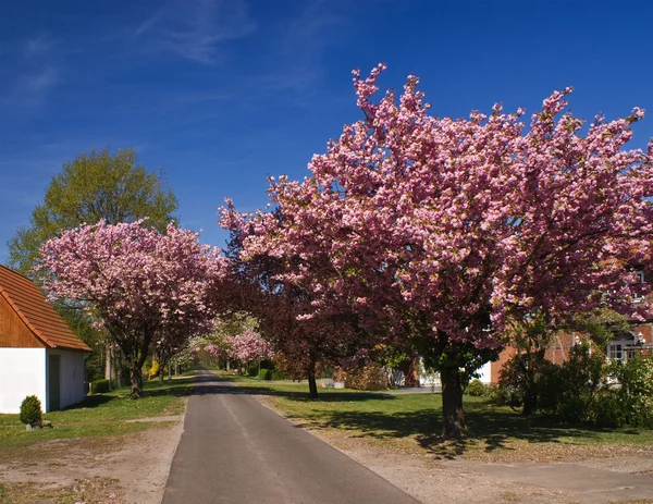 Stock image Road in village