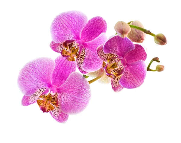Phalaenopsis izolovaných na wite — Stock fotografie