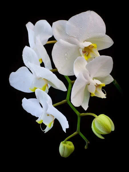 Bílá orchidej izolovaných na černém — Stock fotografie