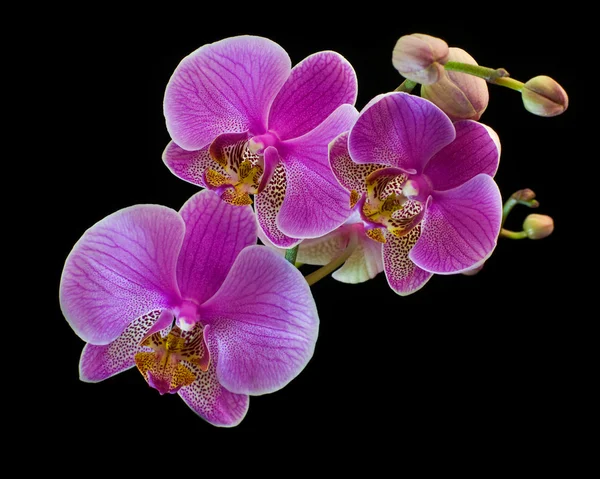 Izolované na černá orchidej — Stock fotografie