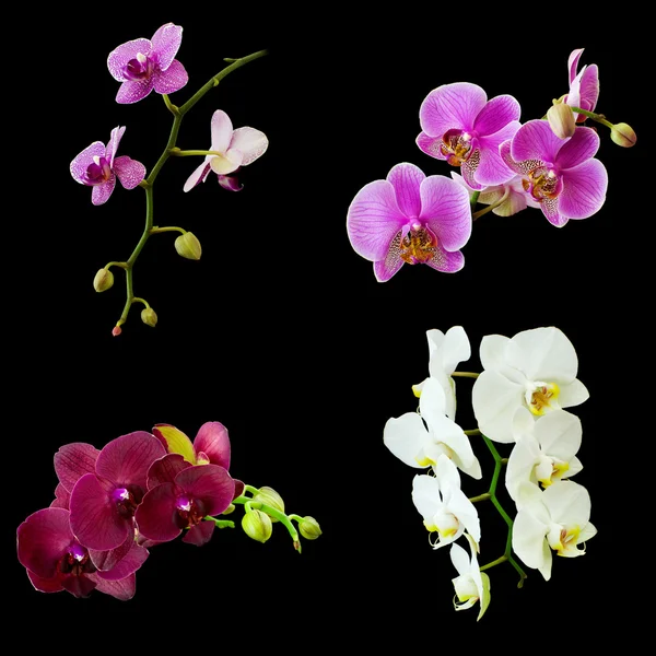Phalaenopsis izolovaných na černém — Stock fotografie
