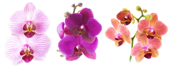 Phalaenopsis izolovaných na bílém — Stock fotografie