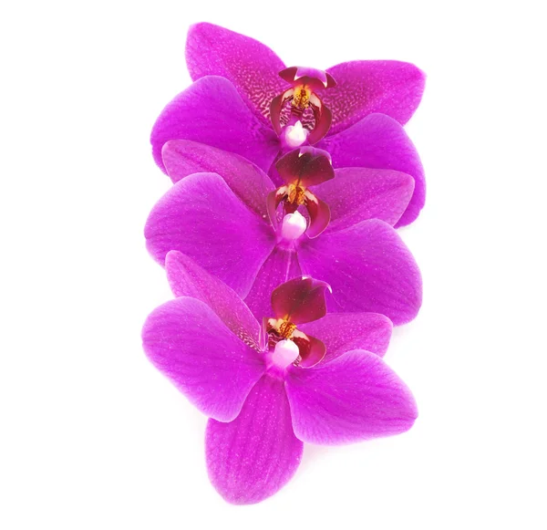 Tre Orhid Blommor Isolerad Vit — Stockfoto