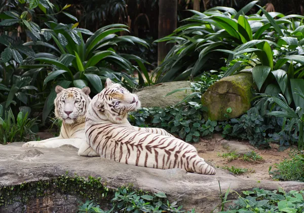 Fehér tigrisek Stock Kép