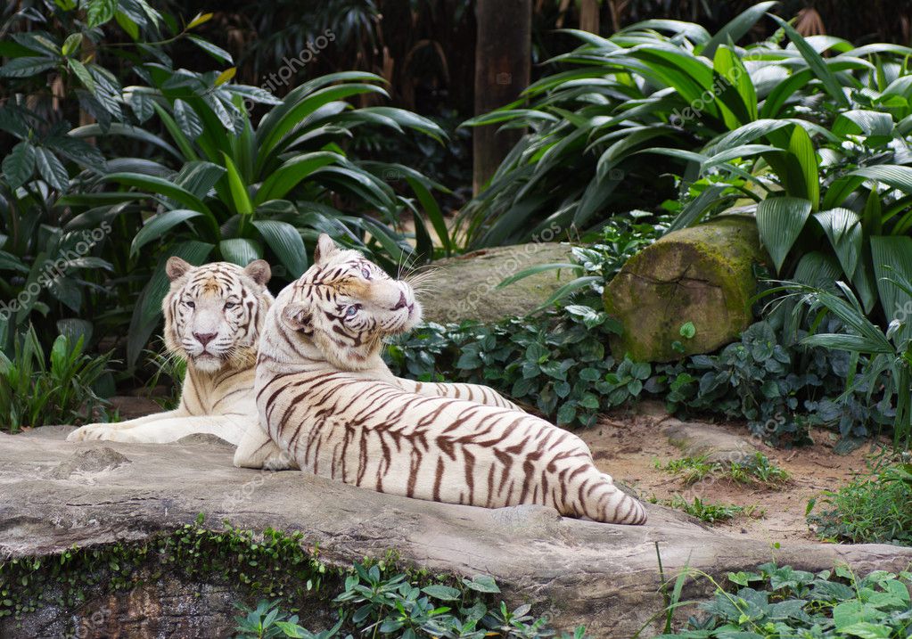 White tigers — Stock Photo © MichaelVorobiev #4914247