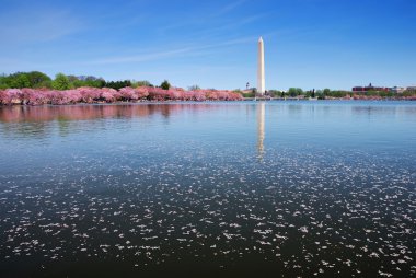 Cherry blossom by lake, Washington DC clipart