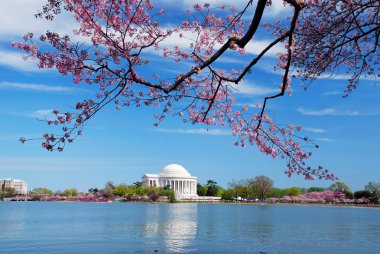 Washington DC Cherry Blossom clipart