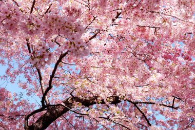 Cherry blossom background clipart