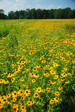 Flower field clipart