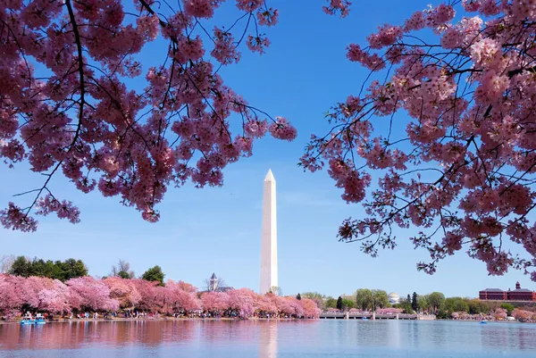 Вашингтон, округ Колумбия, цветение вишни — стоковое фото