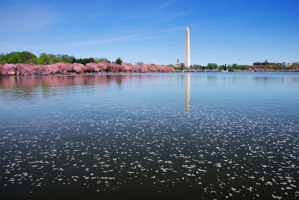 stock image Cherry blossom by lake, Washington DC