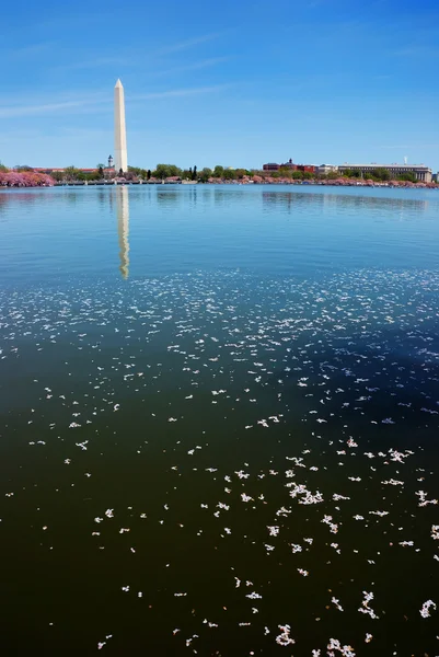 Washington DC bunga ceri — Stok Foto