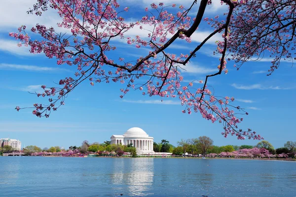 Washington DC Cherry Blossom — Stock Photo, Image