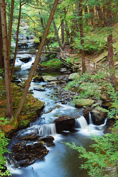 Forest creek med vandringsleder — Stockfoto