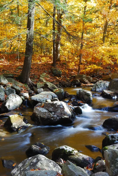 Creek de outono com árvores amarelas — Fotografia de Stock