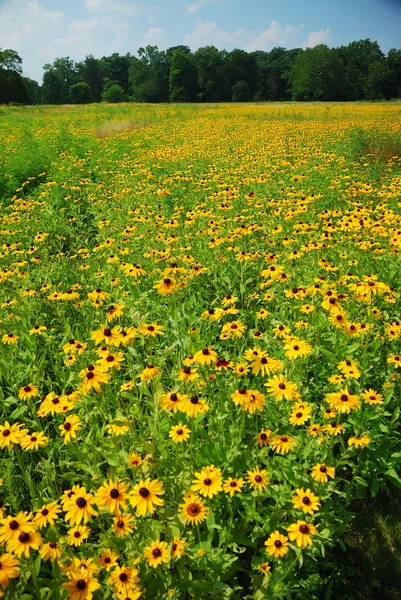 stock image Flower field