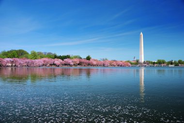 Washington DC cherry blossom clipart