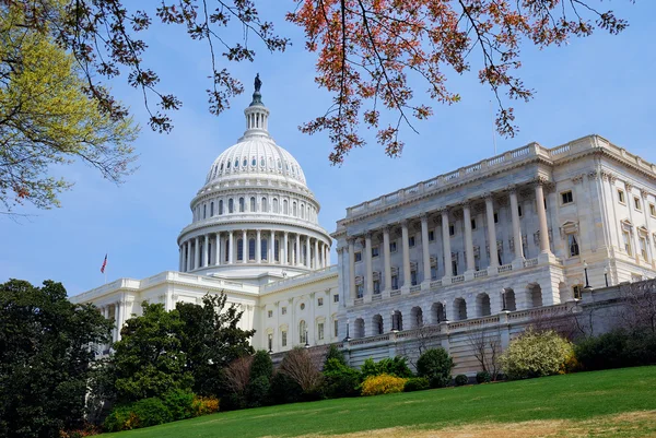 Capitol Hill Building avec arbre, Washington DC . — Photo
