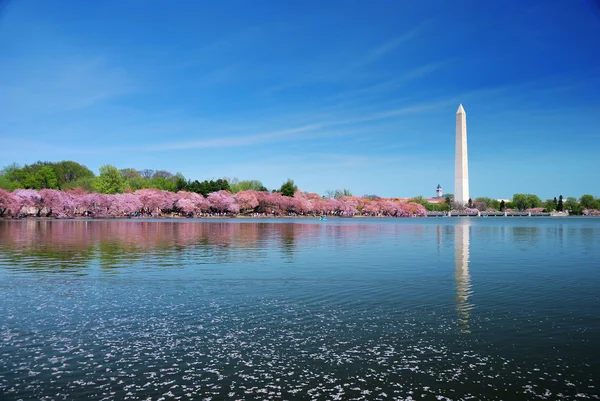 Washington DC Cherry Blossom — Stock fotografie