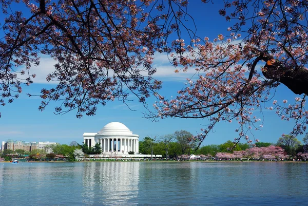 Flor de cerezo, Washington DC — Foto de Stock