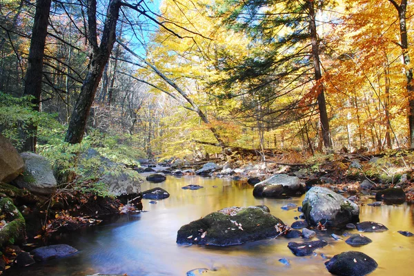 Bosques de otoño con arroyo —  Fotos de Stock