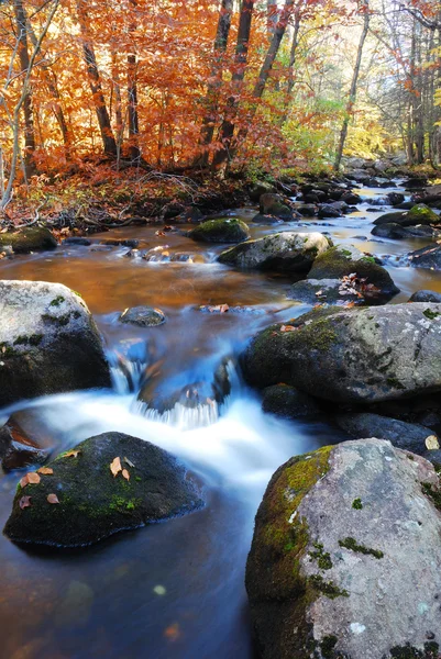 Autumn creek foliage and rock — Stock Photo, Image