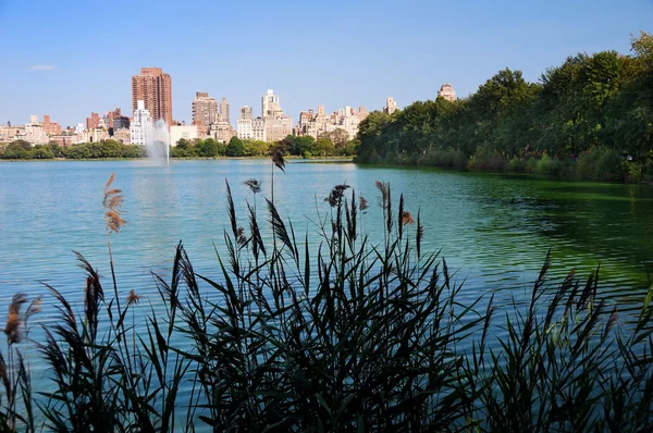 Central Park'a manzarası new york şehri