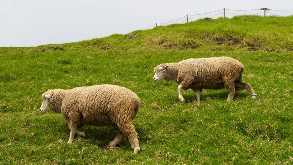 stock image Sheep