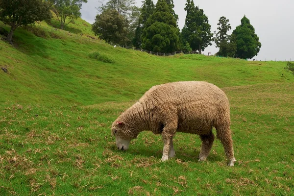 stock image Sheep