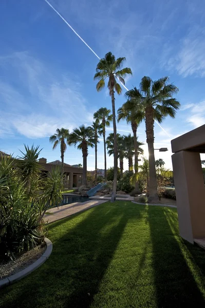 stock image Palm trees