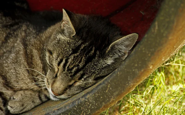 stock image Alte Katze