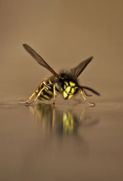 黄蜂 — 图库照片