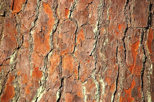 松の木の樹皮. ストック画像