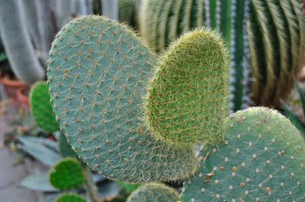 stock image Cactus