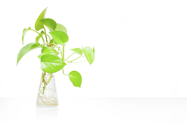 stock image Green house plant