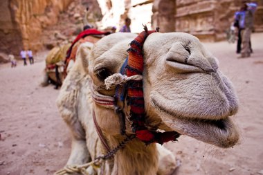 Camel Close-up