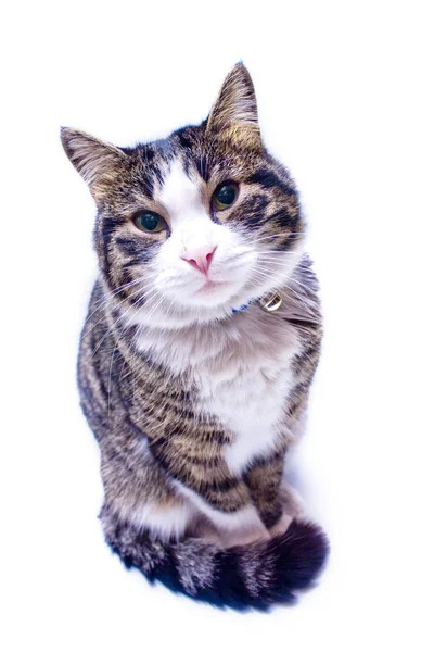 bakan kedi