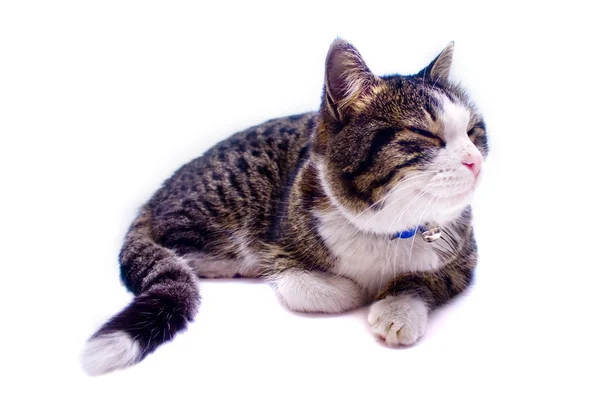 Cat uyuklayan