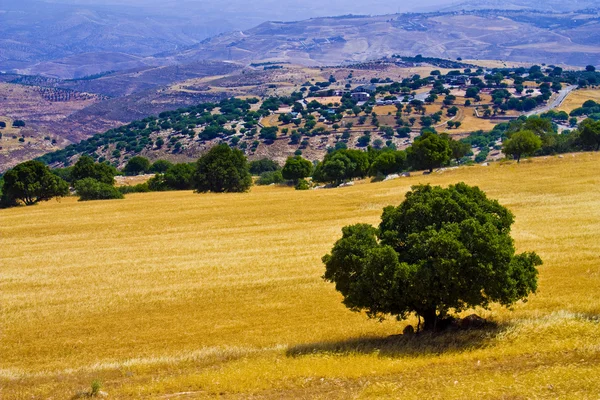 stock image Olive tree in a field of wheat