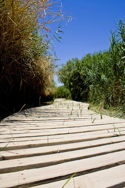 Azraq Wetlands Boardwalk — Stock Photo, Image