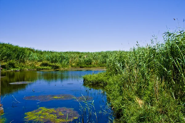 stock image Azraq Oasis