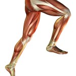 Male human anatomy and muscles — Stock Photo © newartgraphics #19872483