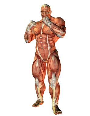 Muscle study of a boxer clipart