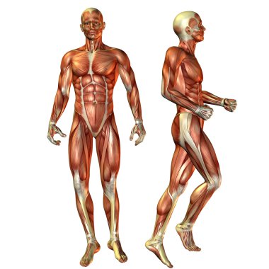 Muscle man in a standing pose clipart