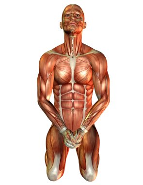 Study muscle man on his knees clipart