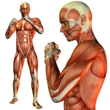 Muscle man pose in fighter clipart