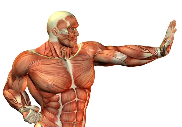 Body Builder muscolare nella posa di combattimento — Foto Stock