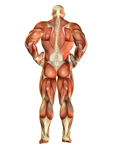Muscle Body Builder vista para trás — Fotografia de Stock